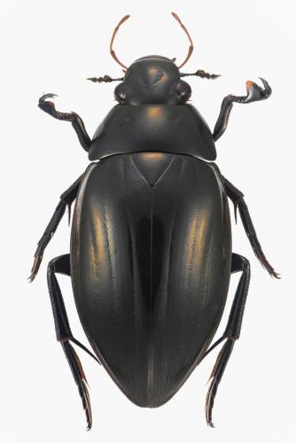 Réf. 209 435 : Hydrophilus piceus